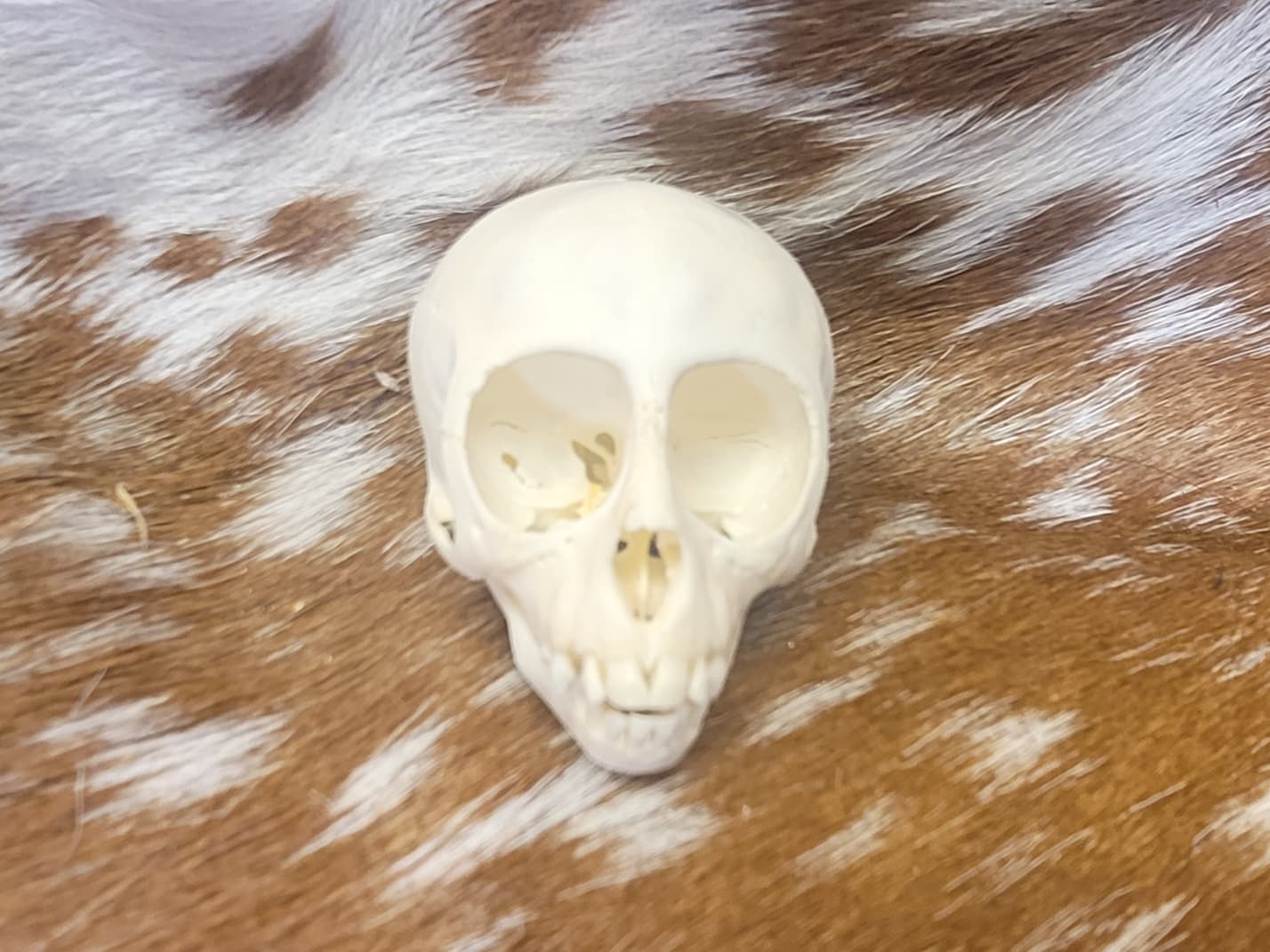 FHPS303 - Red-handed tamarin real monkey skull