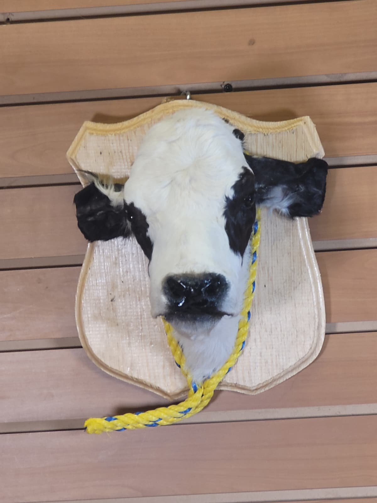 FHCOW301 - Mounted Calf Head – Taxidermy