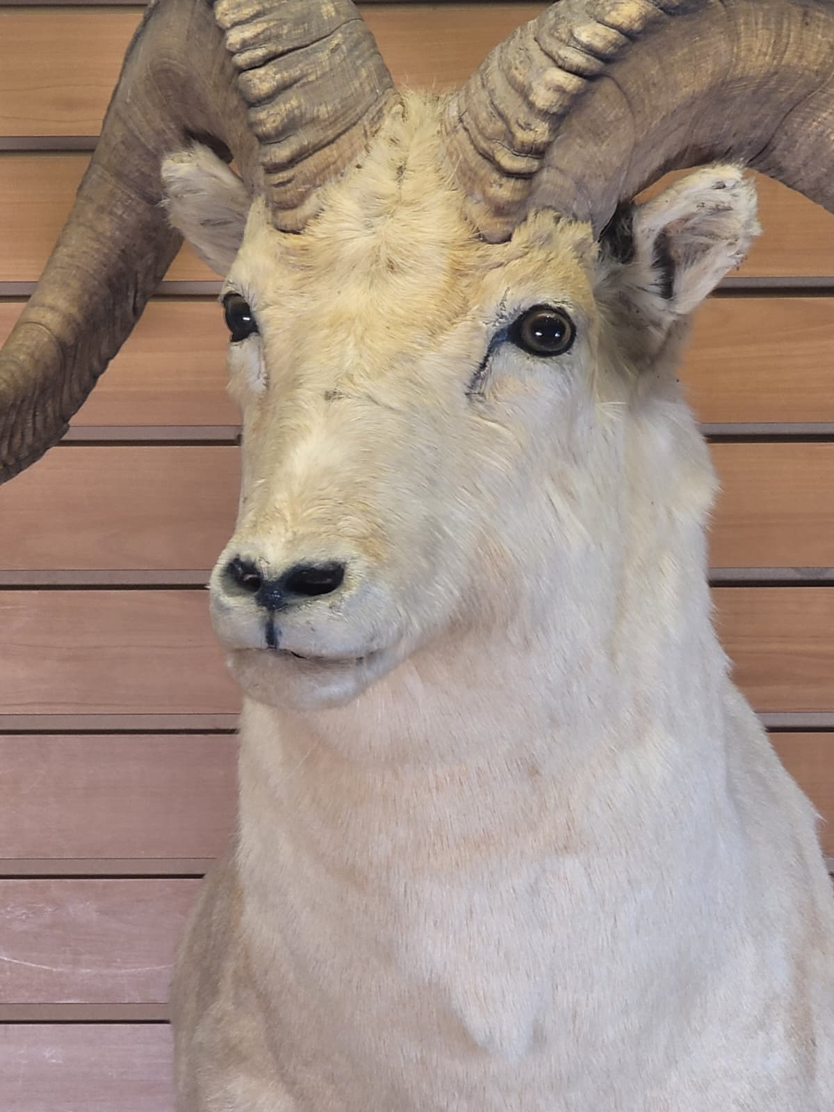 FHRAM302 - Dall Sheep Head – Taxidermy Mount