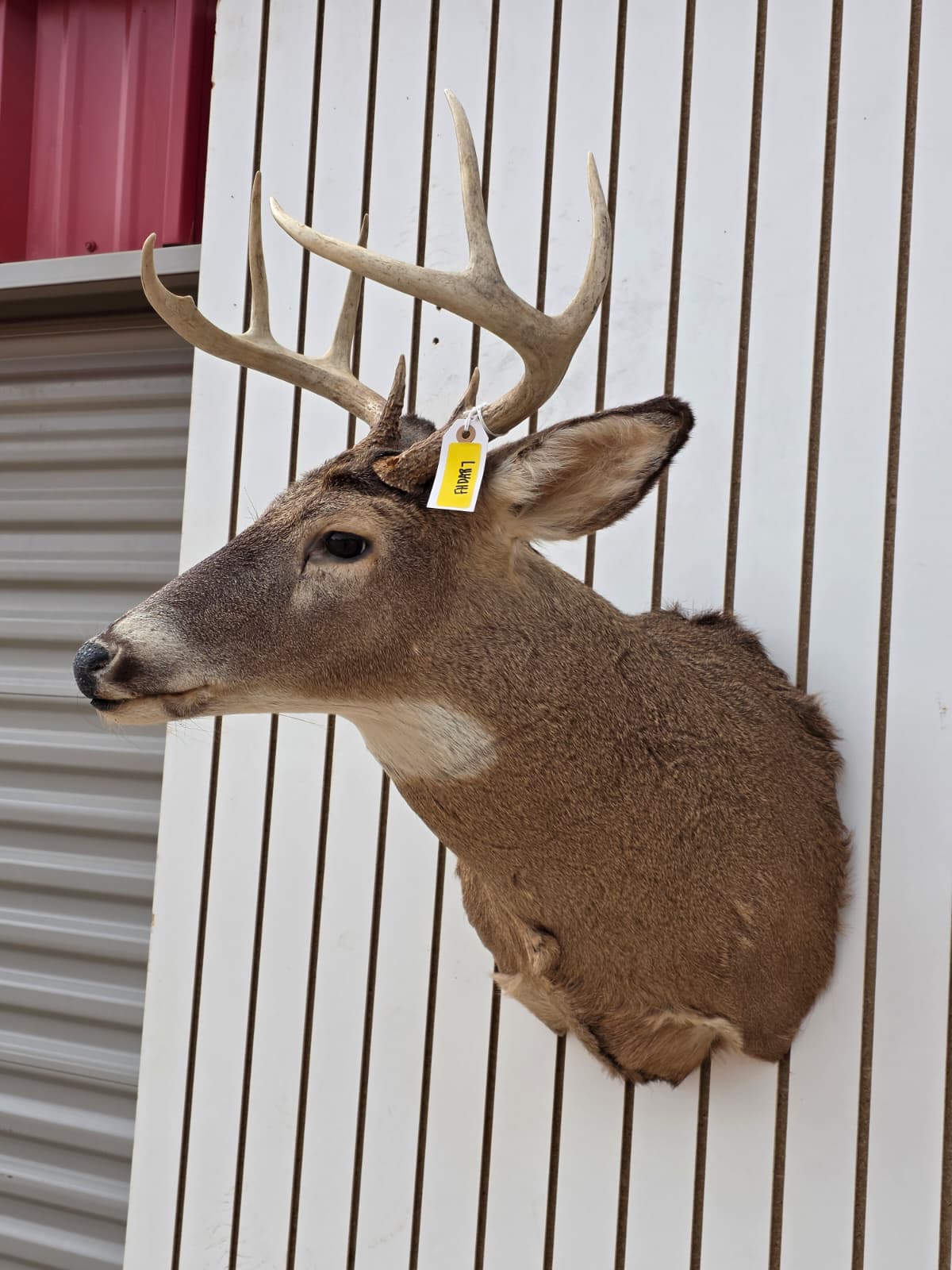 Fhdar7 - White-Tailed Deer Shoulder Mount – Taxidermy Wall Display