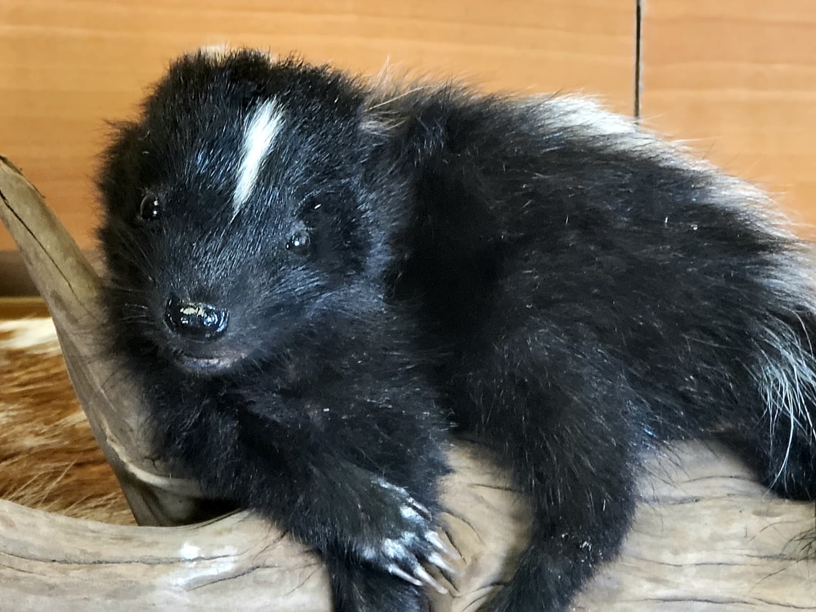 FHSKU309 - Full-Body baby Skunk Taxidermy Mount