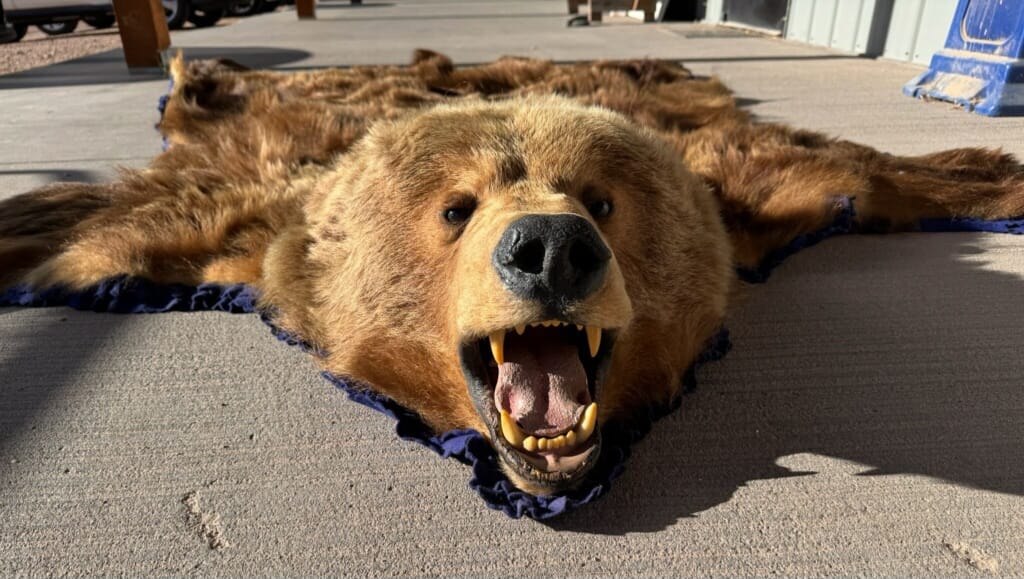FHRUG301 - Brown Bear Rug Taxidermy