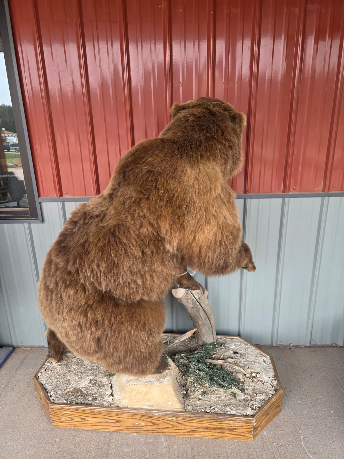 FHXBR2 - Grizzly Bear Taxidermy – Lifelike Wildlife Display