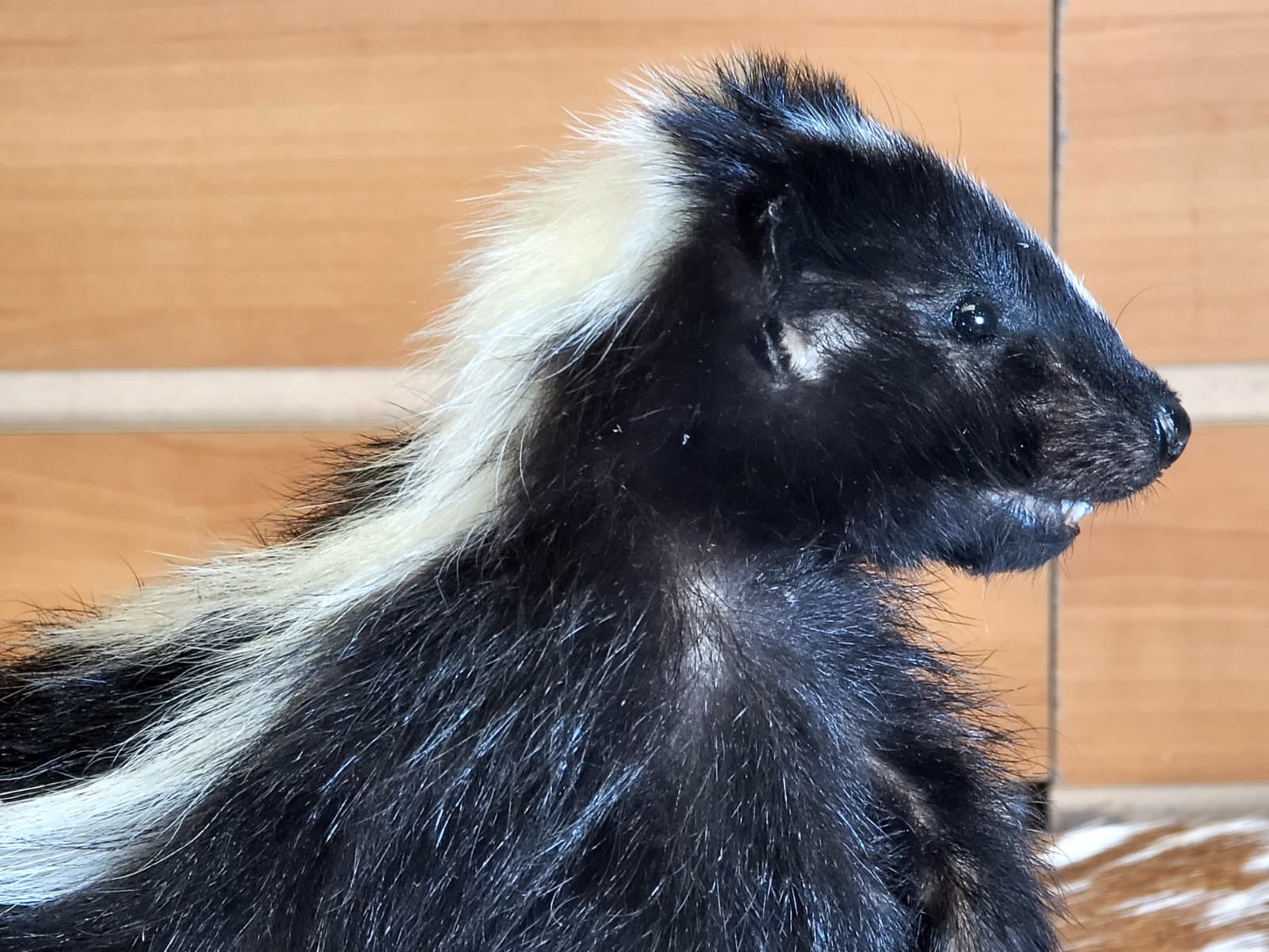 FHSKU308 - Full-Body baby Skunk Taxidermy Mount