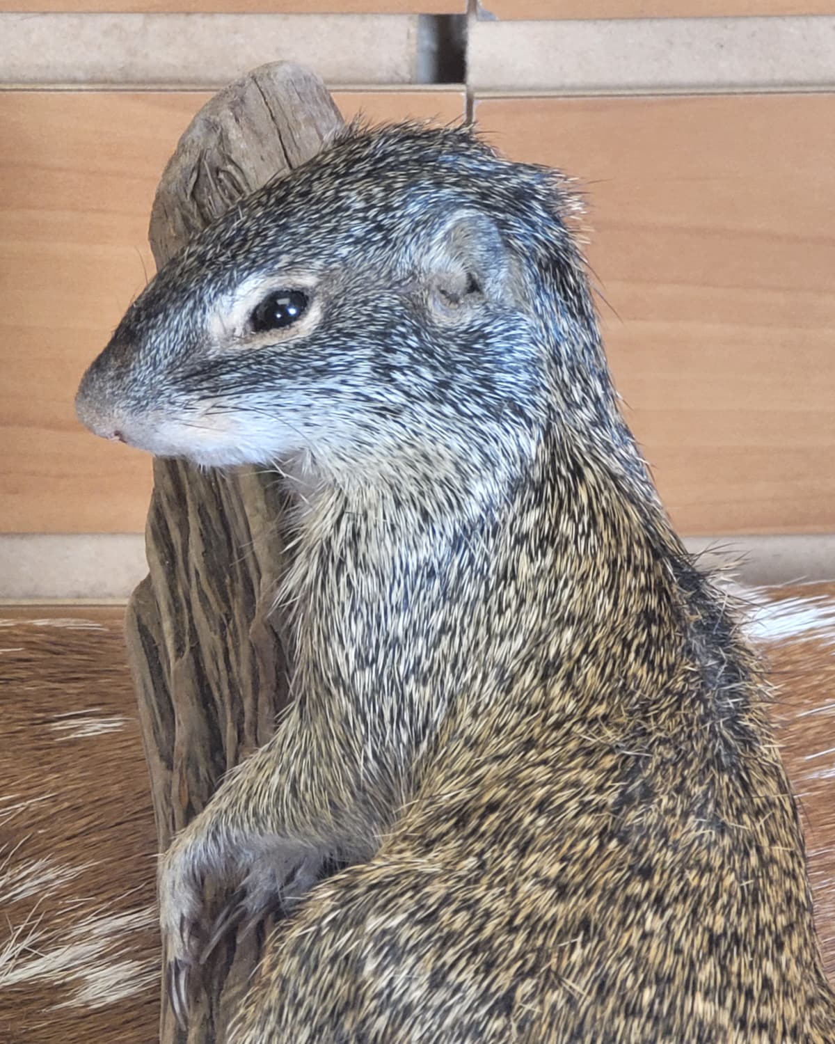 FHSQ306 - Franklin’s Ground Squirrel – Full Body Taxidermy Mount