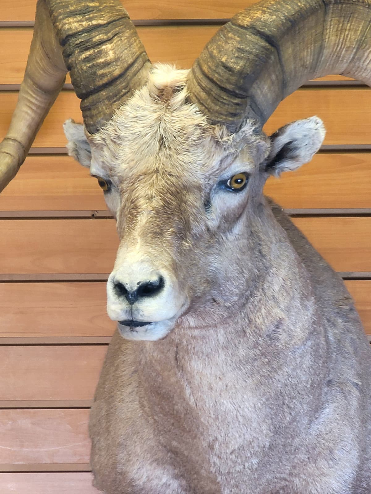 FHRAM301 - Bighorn Sheep Head – Taxidermy Mount