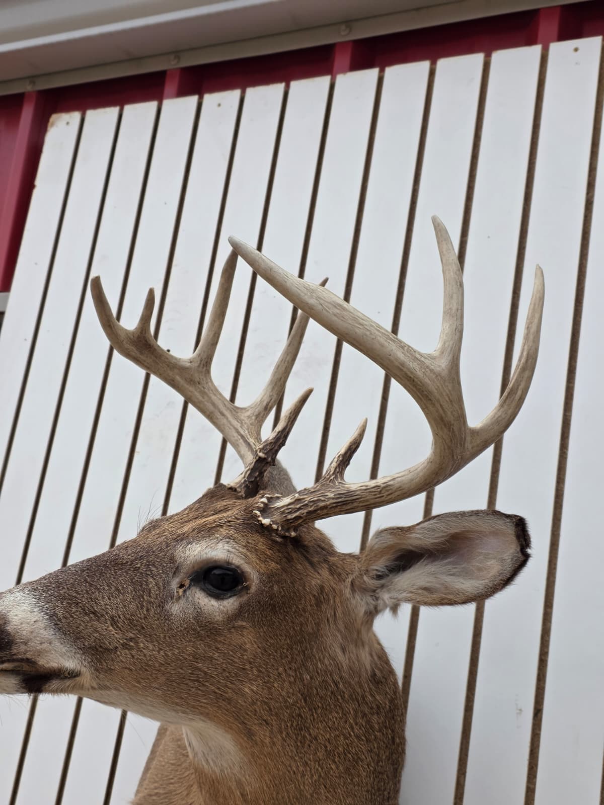 Drmq106 - White-Tailed Deer Shoulder Mount – Taxidermy Wall Display