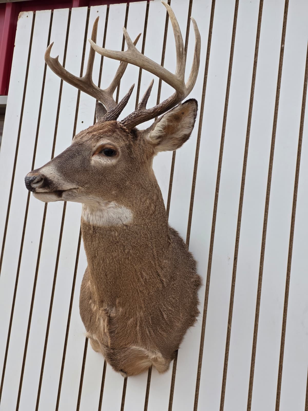 Drmq104 - White-Tailed Deer Shoulder Mount – Taxidermy Wall Display