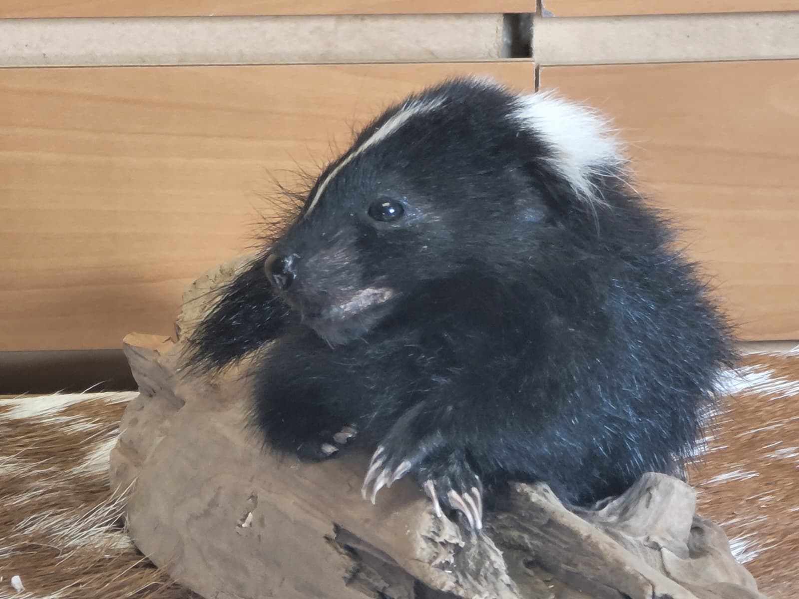FHSKU311 - Full-Body baby Skunk Taxidermy Mount