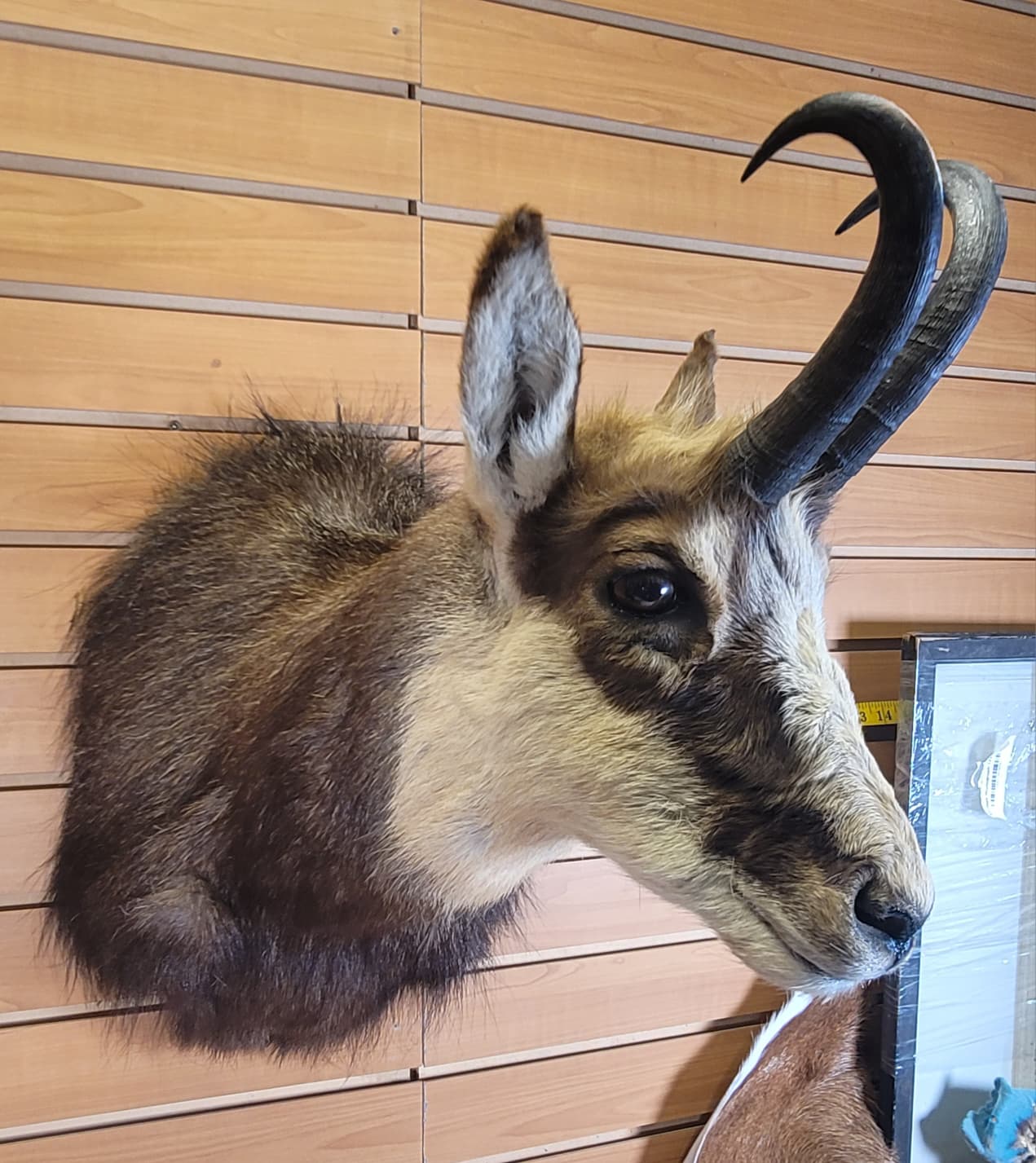 FHGOA301 - Chamois Head – Taxidermy Mount