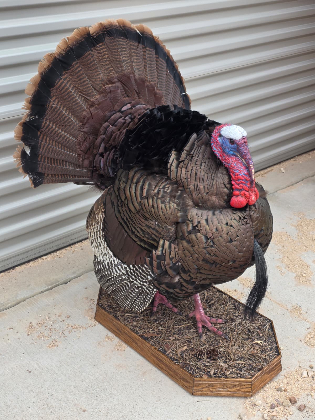 Fhcm82A - Strutting Turkey Taxidermy Mount – 92.8” Majestic Display