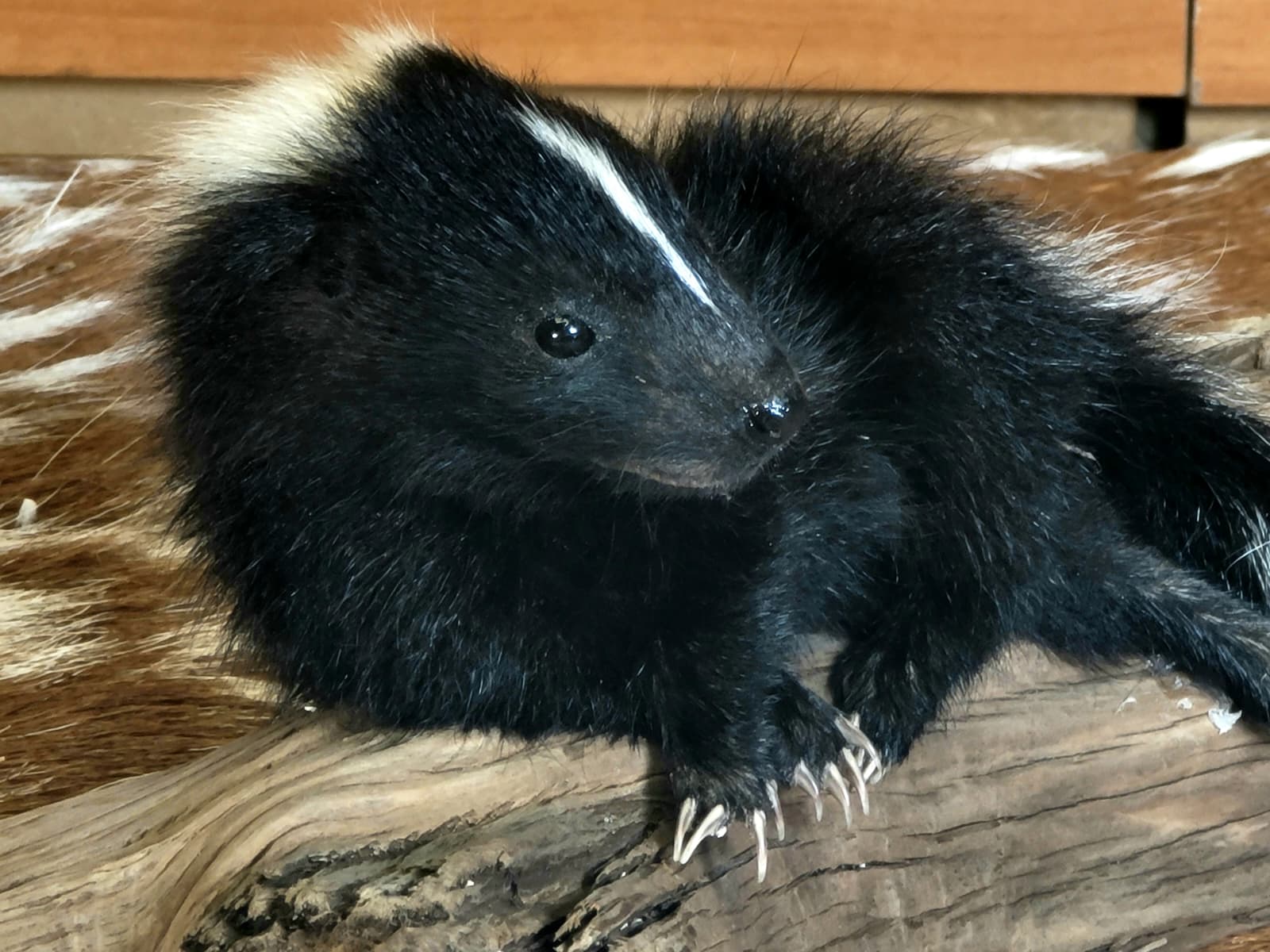 FHSKU314 - Full-Body baby Skunk Taxidermy Mount