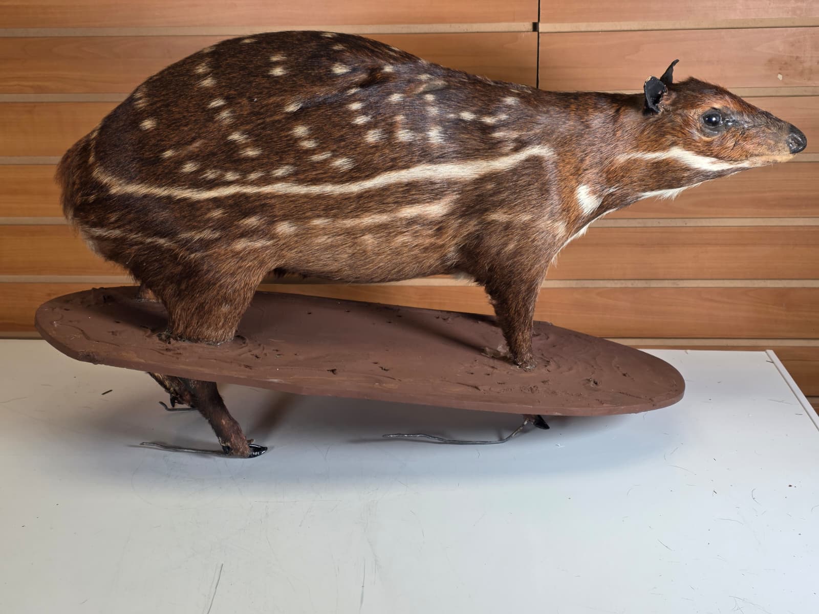 FHAB32 - Taxidermy Lowland Paca