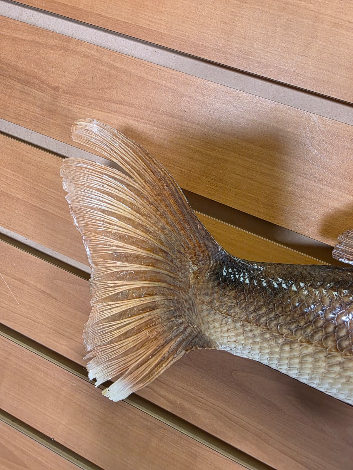 Jtv410 - 27" Walleye Fish Mount – Premium Freshwater Display