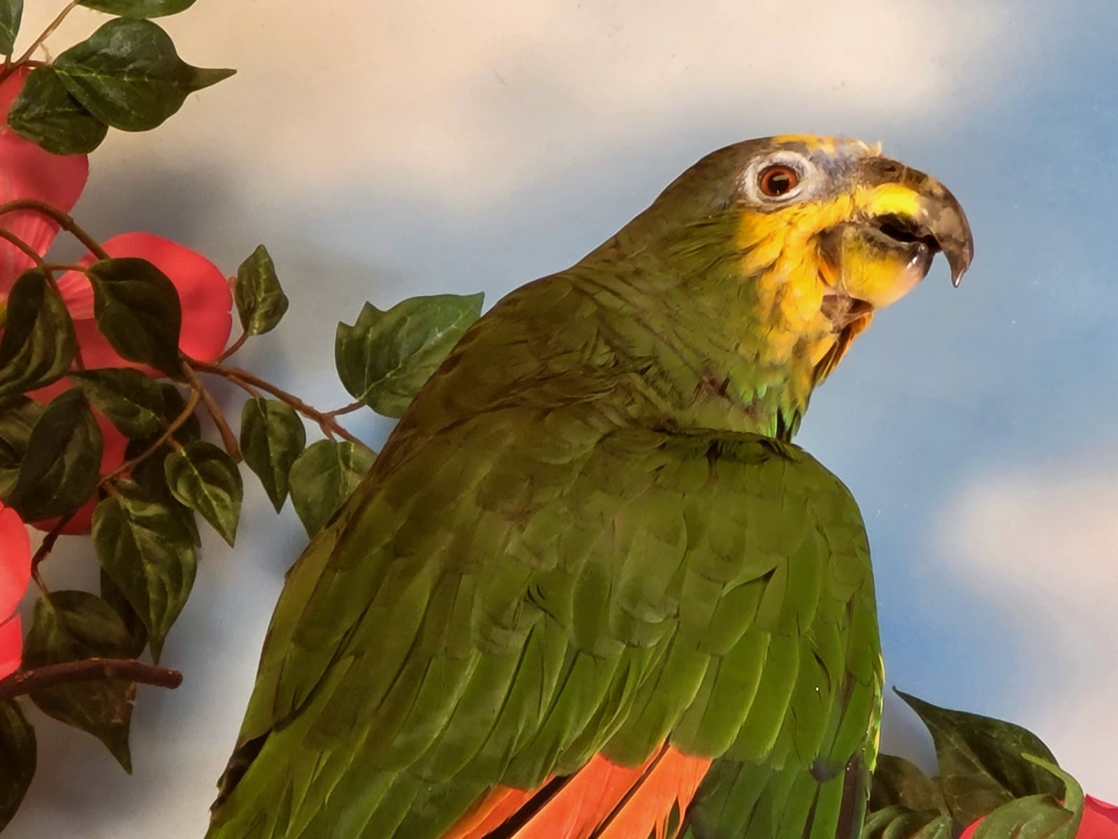 FHPAR300 - Orange-winged Amazon Parrot – Taxidermy Mount with Display Dome