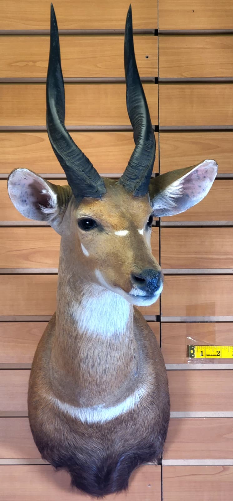FHFF301 - Bushbuck Head – Taxidermy Mount
