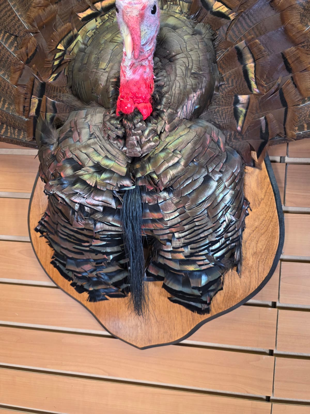 Jtv426 - Half Turkey Tom Taxidermy Shoulder Mount – With Tail Display