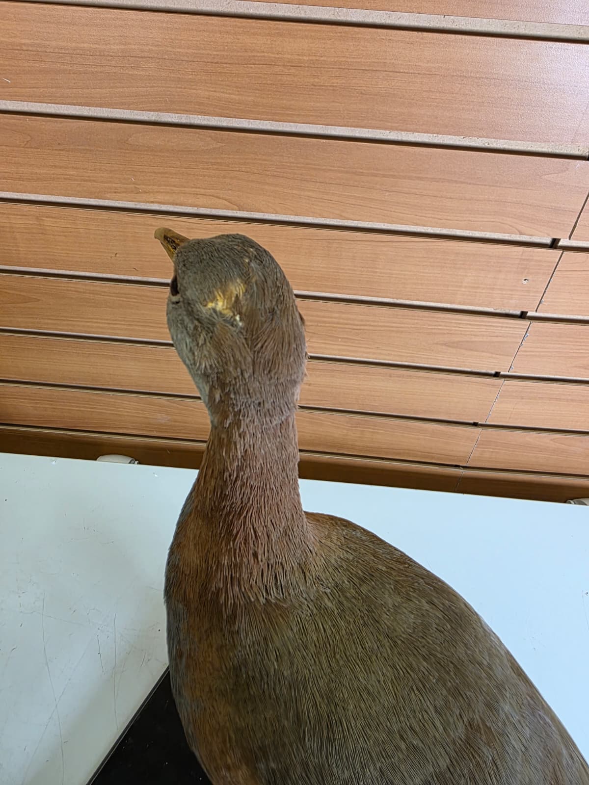 Jtv316 - Giant Wood Rail Taxidermy Mount – 16 Inches Tall