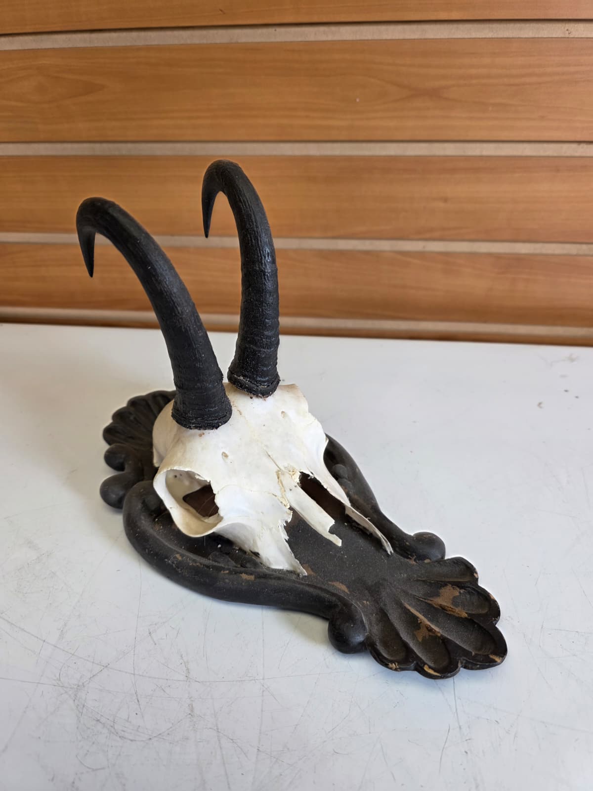 Jtv309 - Chamois Head Skull – Taxidermy Specimen (Incomplete)