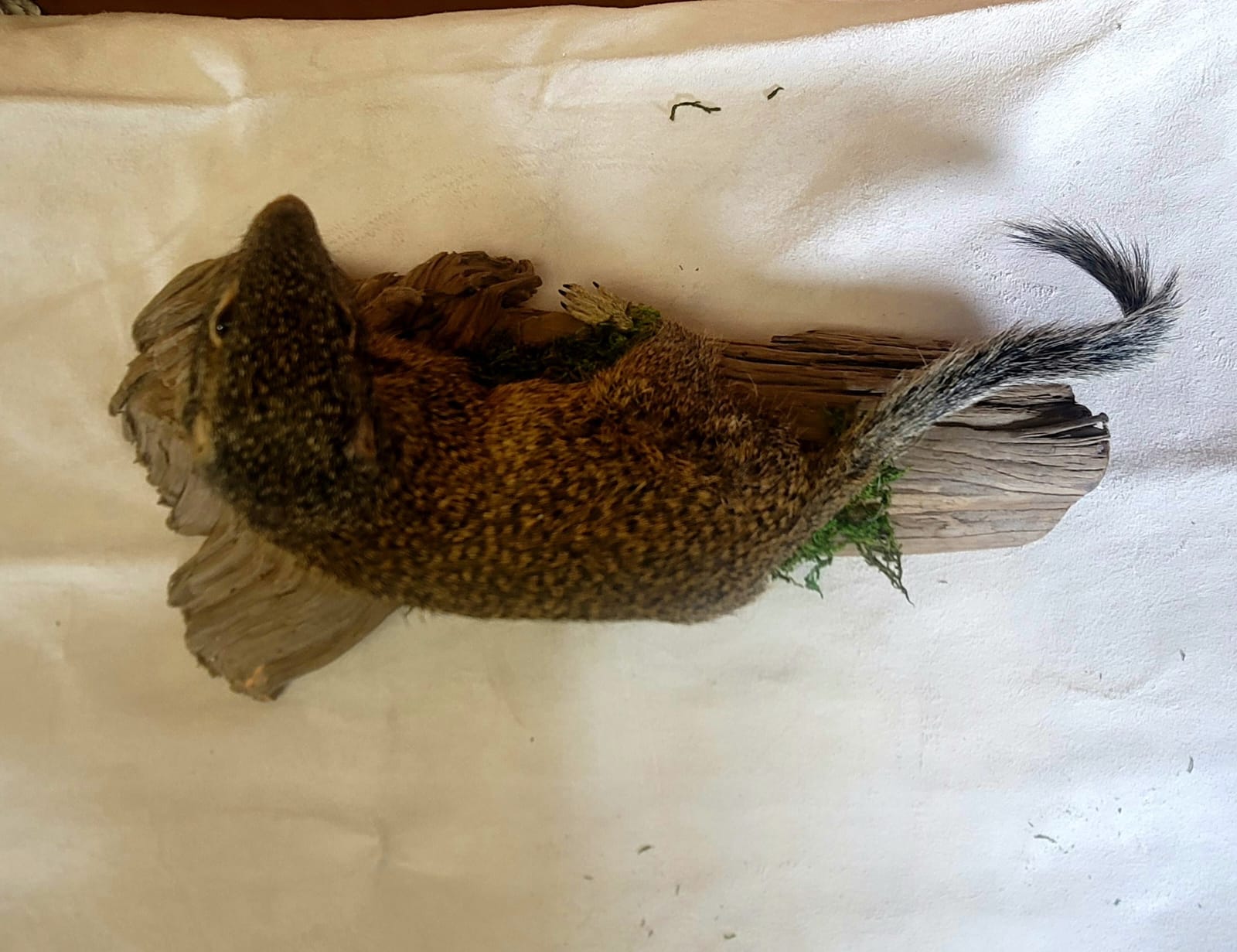 FHSQ300 - Franklin’s Ground Squirrel – Full Body Taxidermy Mount