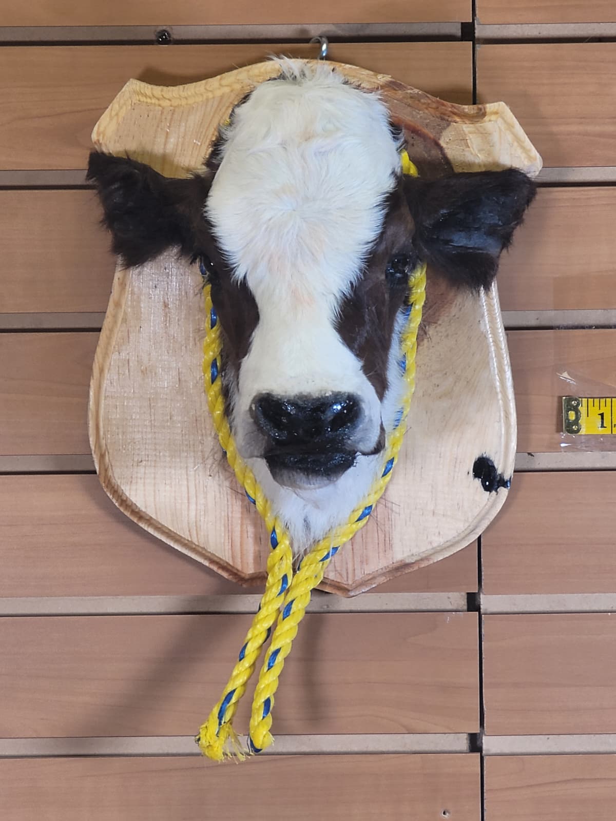 FHCOW305 - Mounted Calf Head – Taxidermy