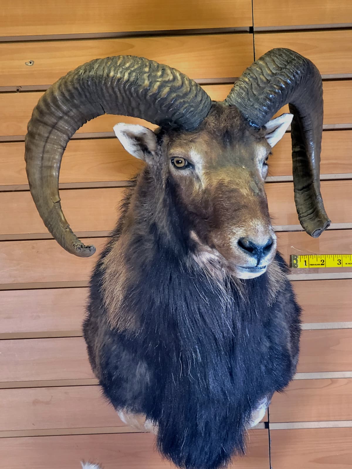 FHRAM300 - Mouflon Head – Taxidermy Mount