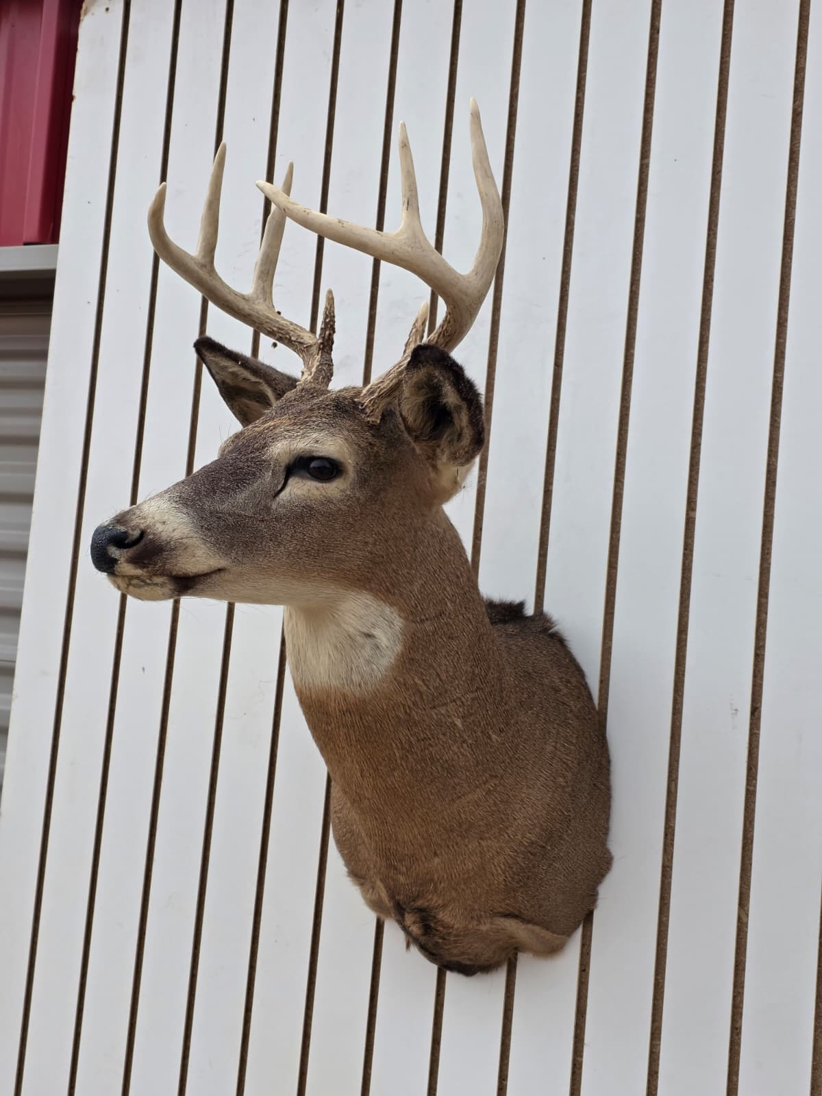 Fhdar6 - White-Tailed Deer Shoulder Mount – Taxidermy Wall Display