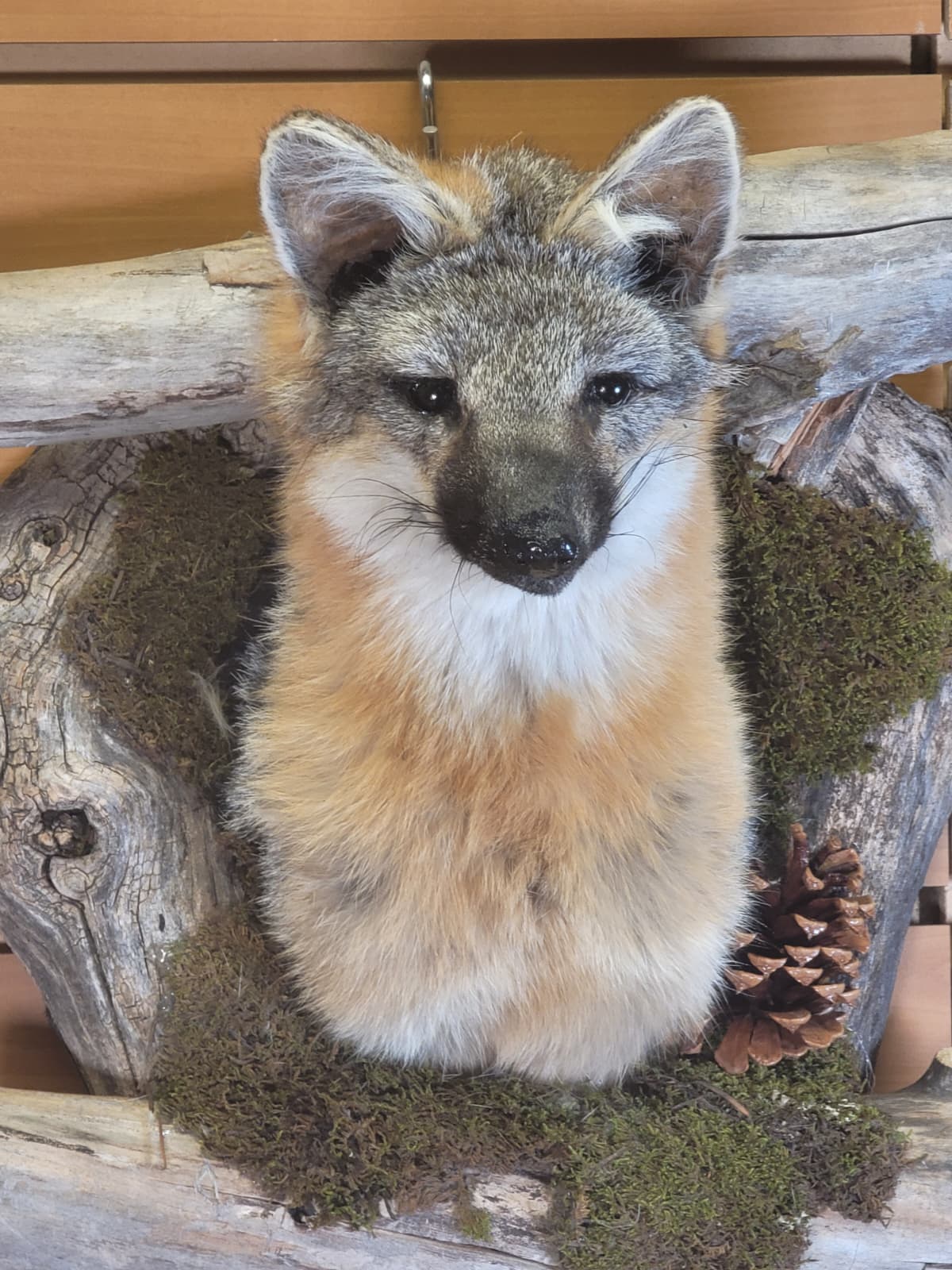 FHGF300 - Gray Fox – Taxidermy Mount