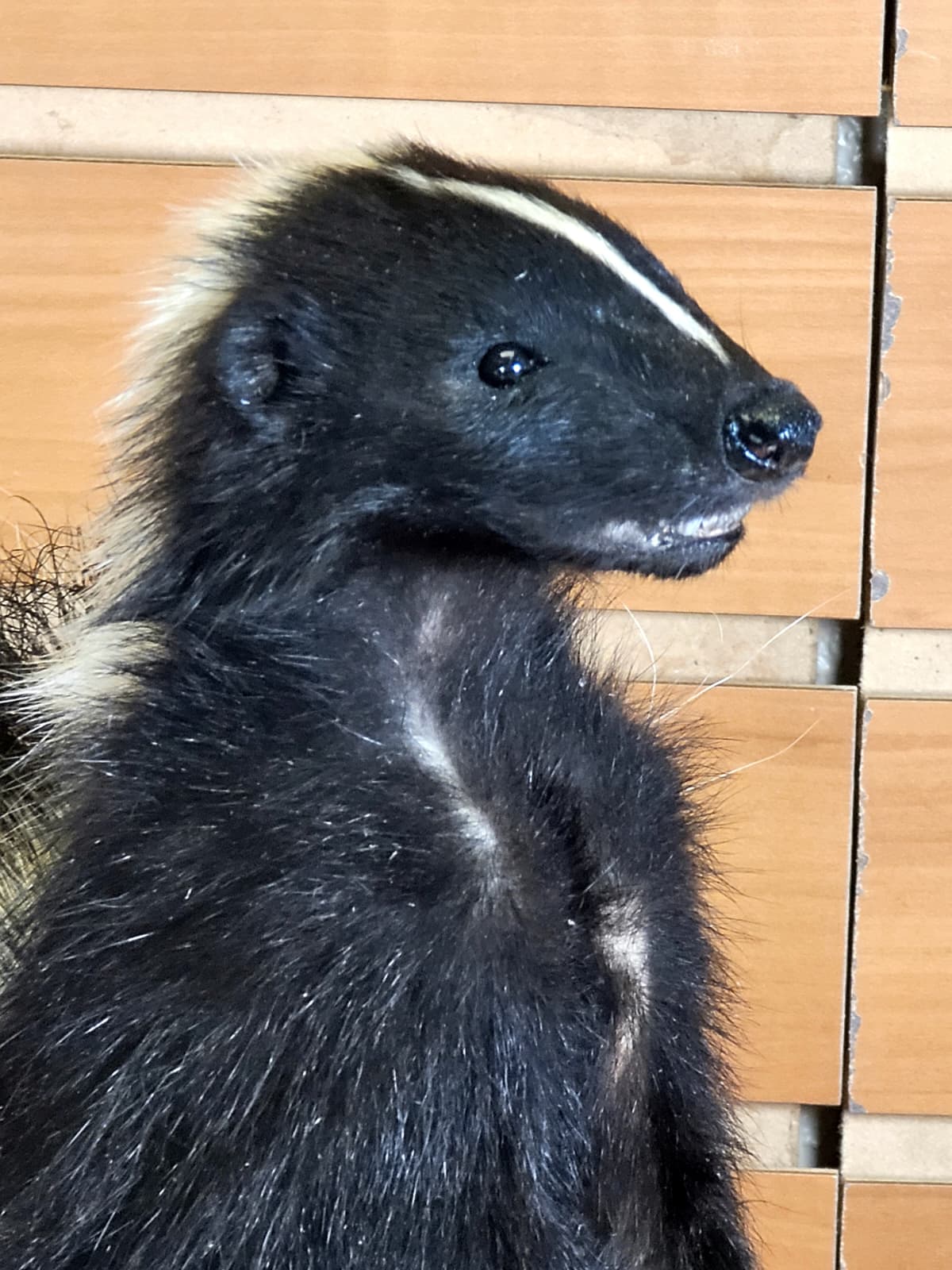 FHSKU307 - Full-Body baby Skunk Taxidermy Mount