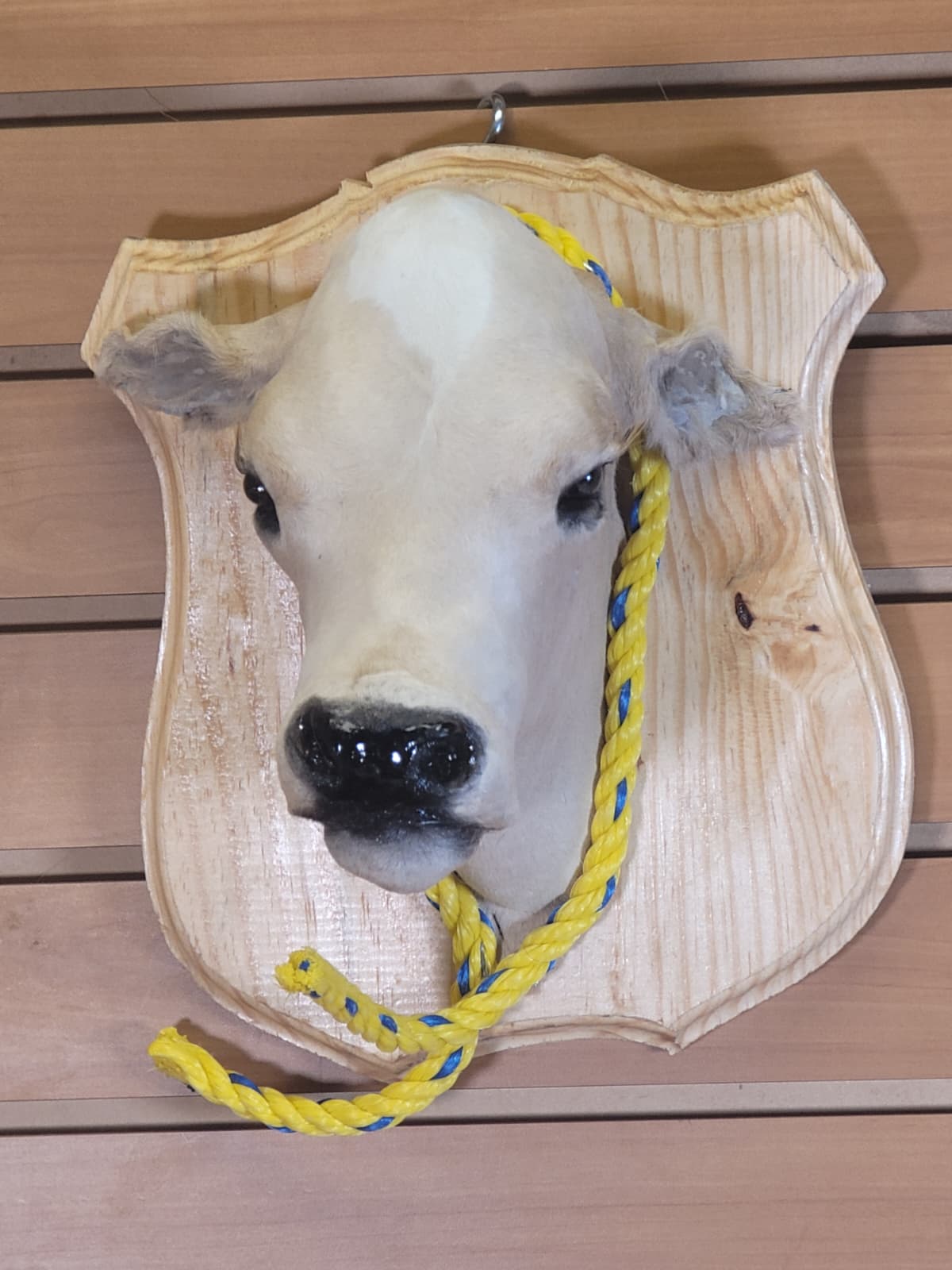 FHCOW300 - Mounted Calf Head – Taxidermy