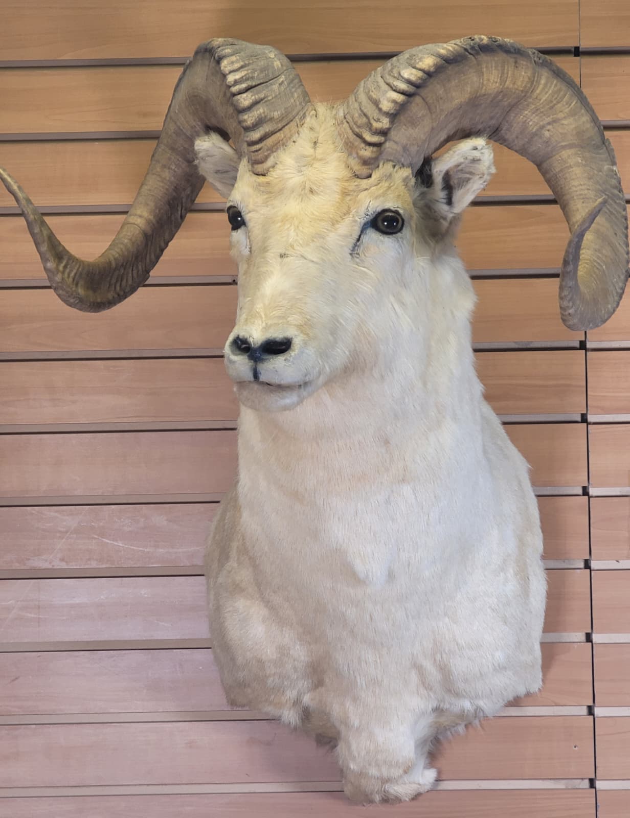 FHRAM302 - Dall Sheep Head – Taxidermy Mount