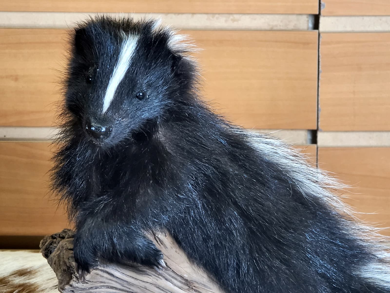 FHSKU308 - Full-Body baby Skunk Taxidermy Mount