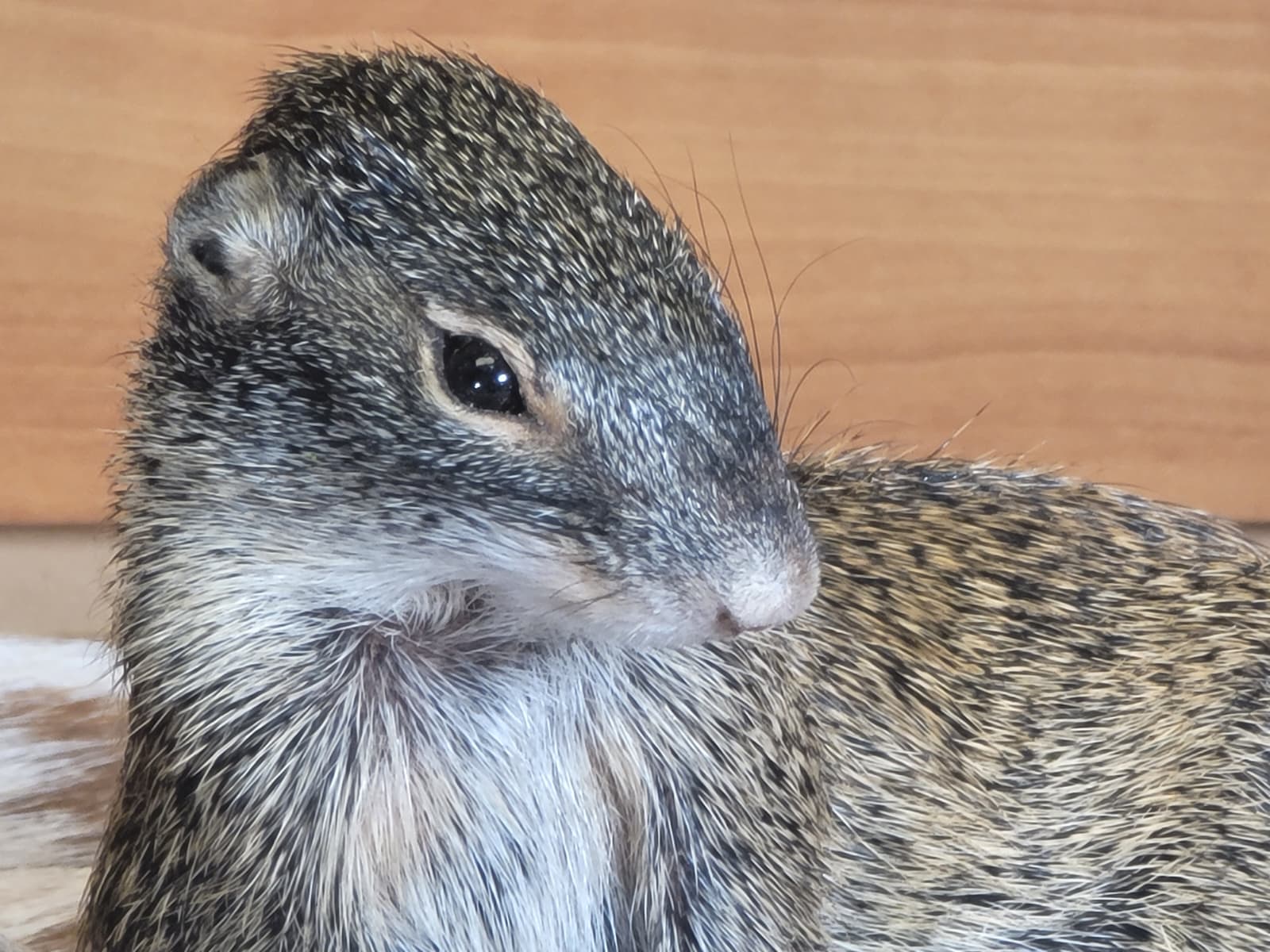 FHSQ306 - Franklin’s Ground Squirrel – Full Body Taxidermy Mount