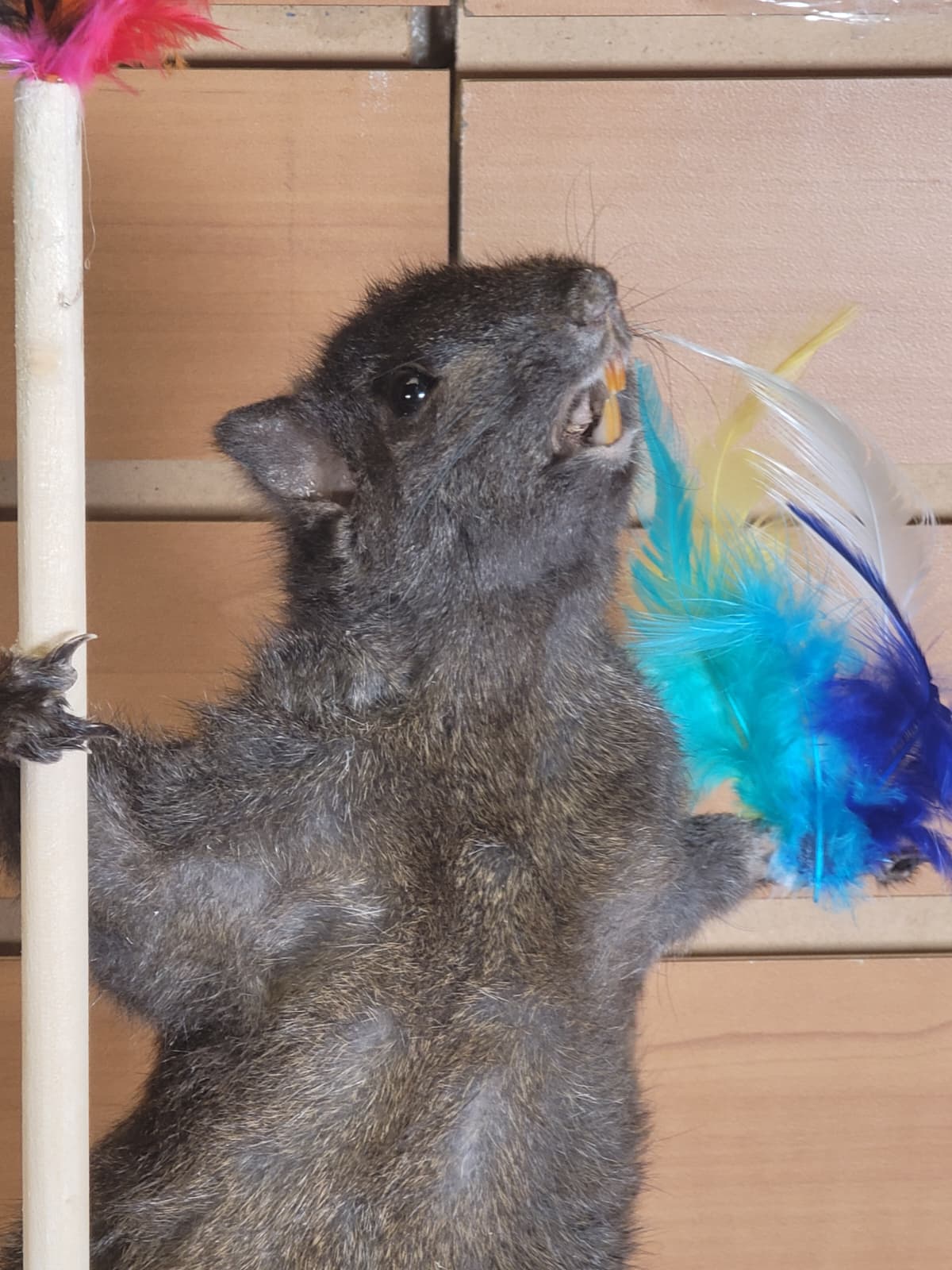 FHSQ305 - Stripping American red squirrel taxidermy mount