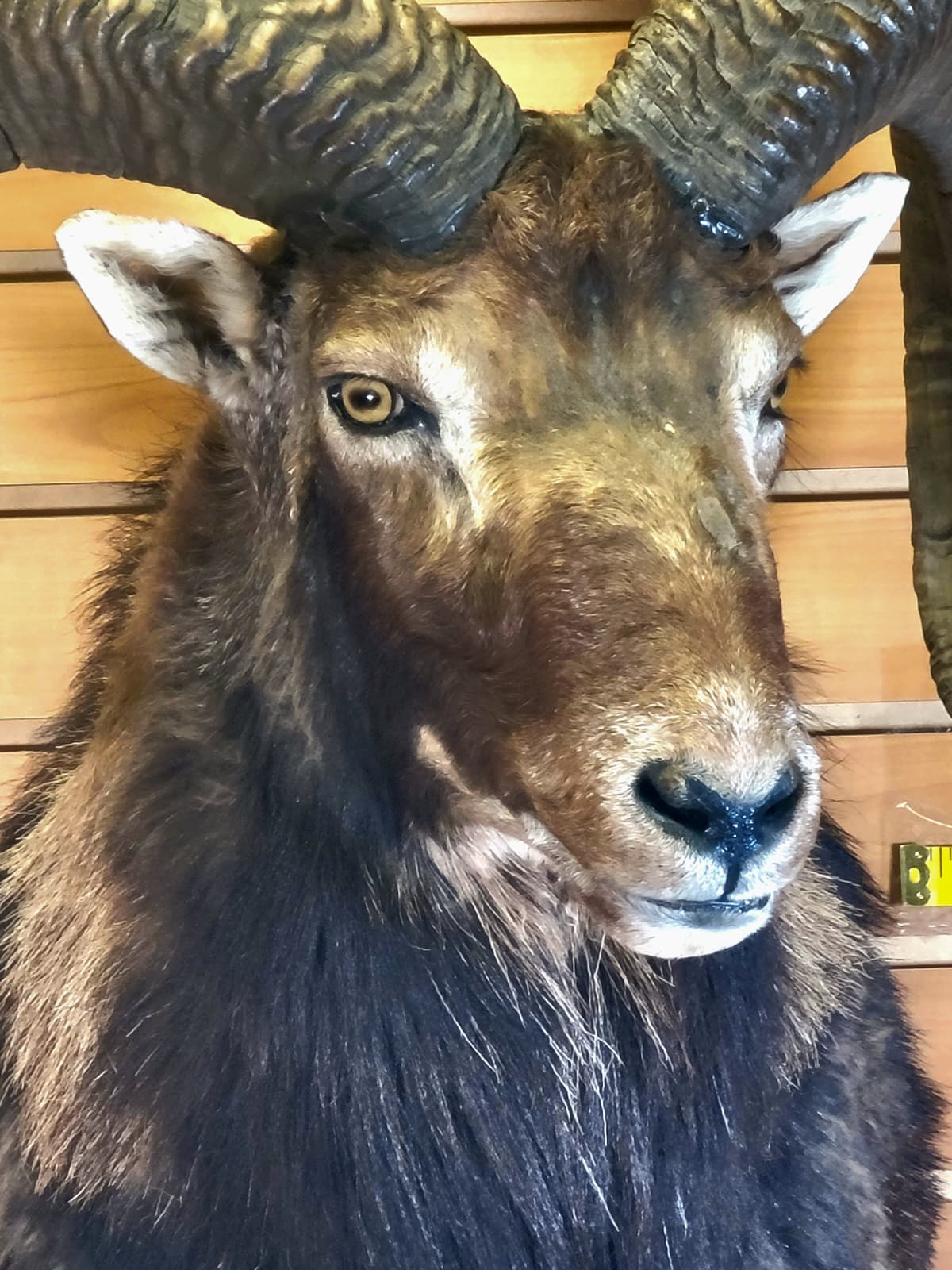 FHRAM300 - Mouflon Head – Taxidermy Mount