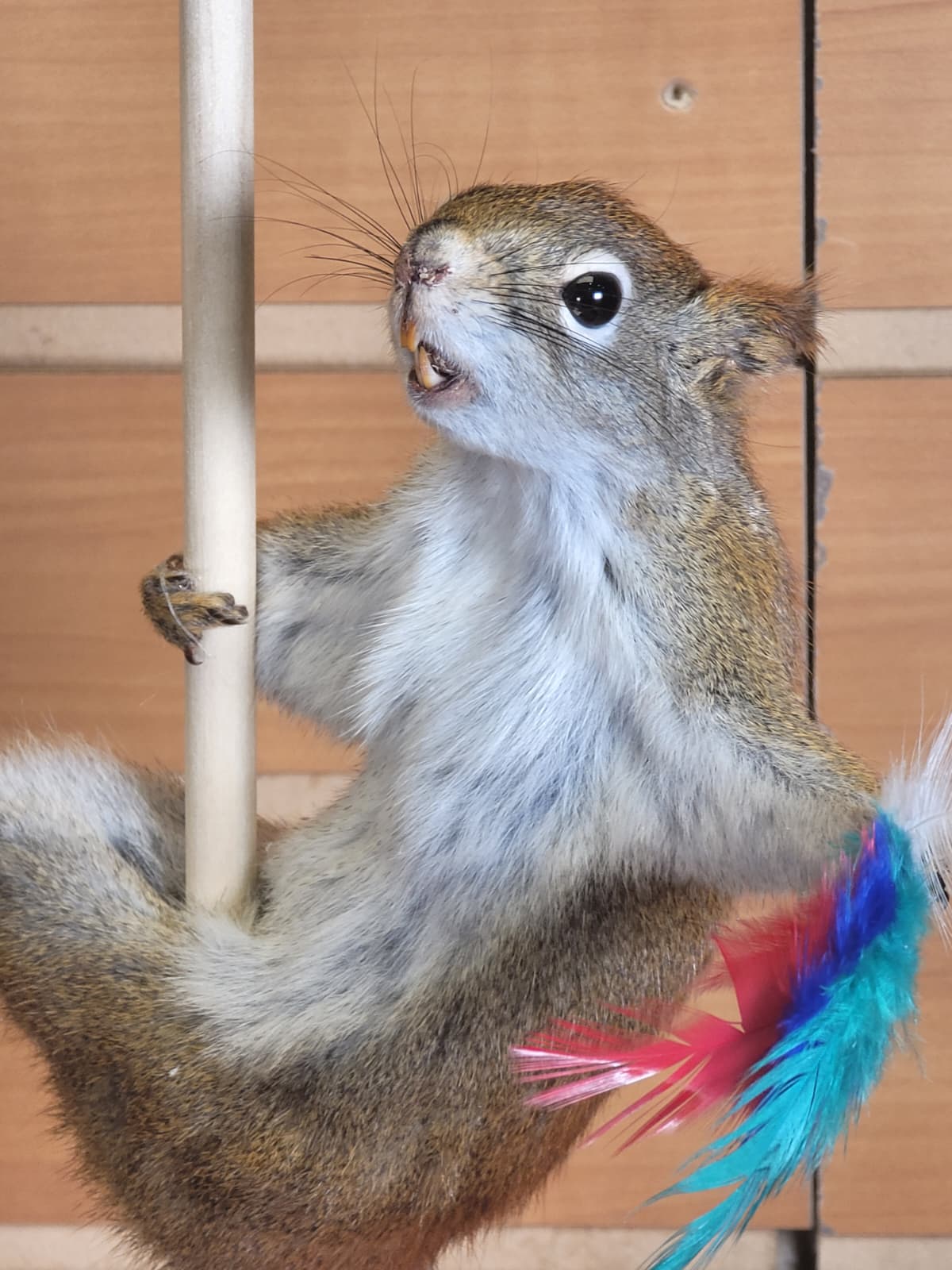 FHSQ303 - Stripping American Red Squirrel Taxidermy Mount