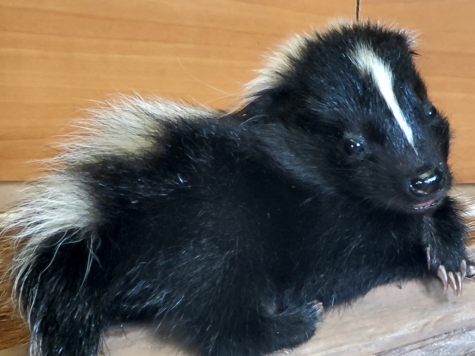 FHSKU311 - Full-Body baby Skunk Taxidermy Mount