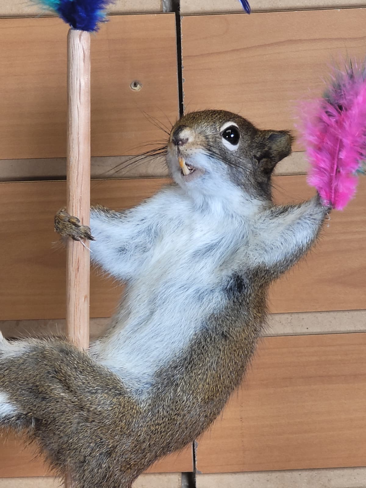 FHSQ304 - Stripping American Red Squirrel Taxidermy Mount