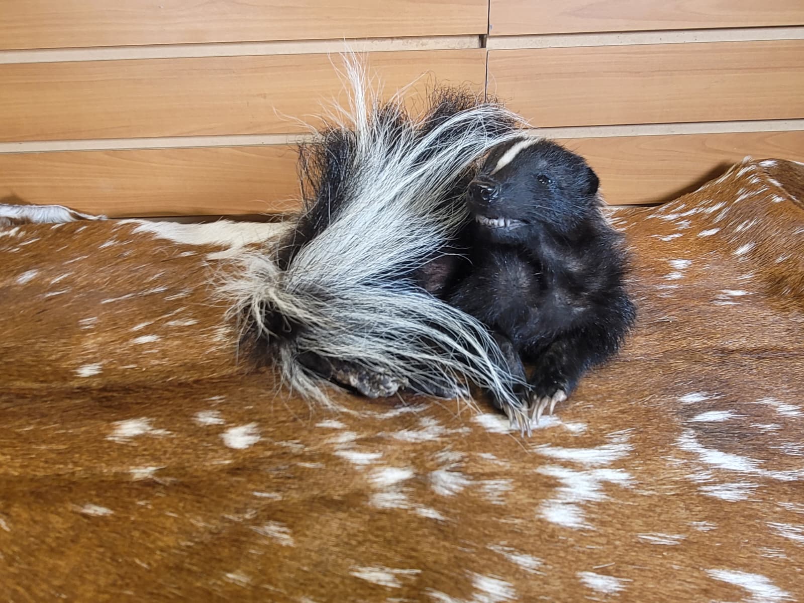 FHSKU315 - Full-Body baby Skunk Taxidermy Mount