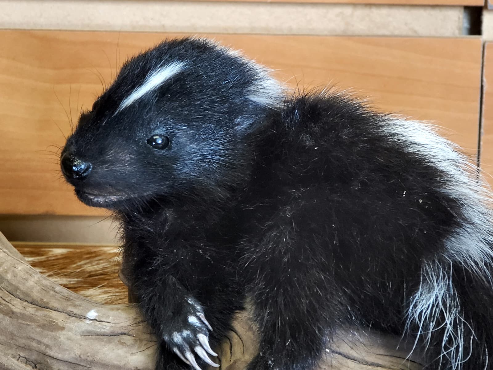 FHSKU309 - Full-Body baby Skunk Taxidermy Mount