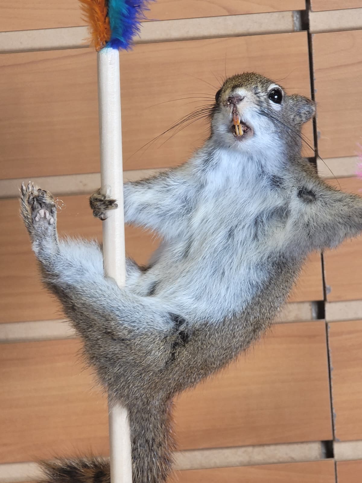 FHSQ302 - Stripping American Red Squirrel Taxidermy Mount