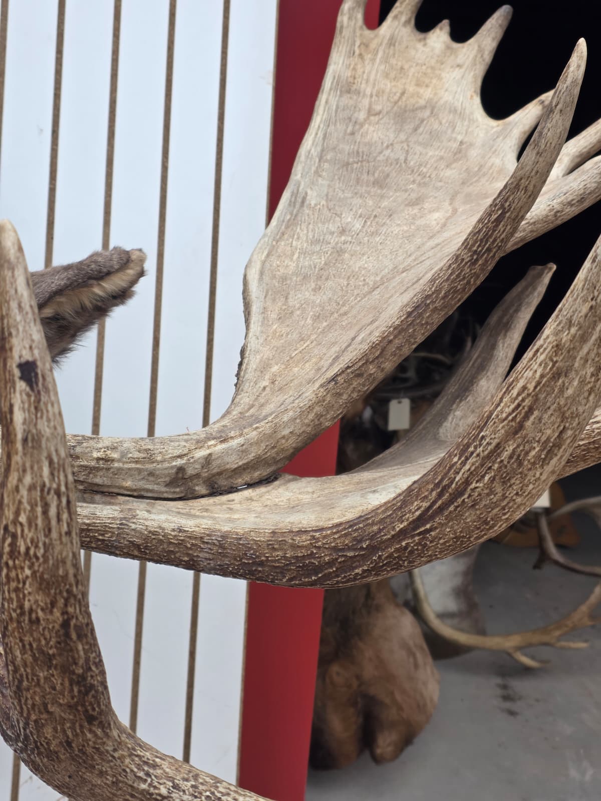Fhcm82 - massive 63" Wide Double Main Beam Alaskan Moose Shoulder Mount Taxidermy