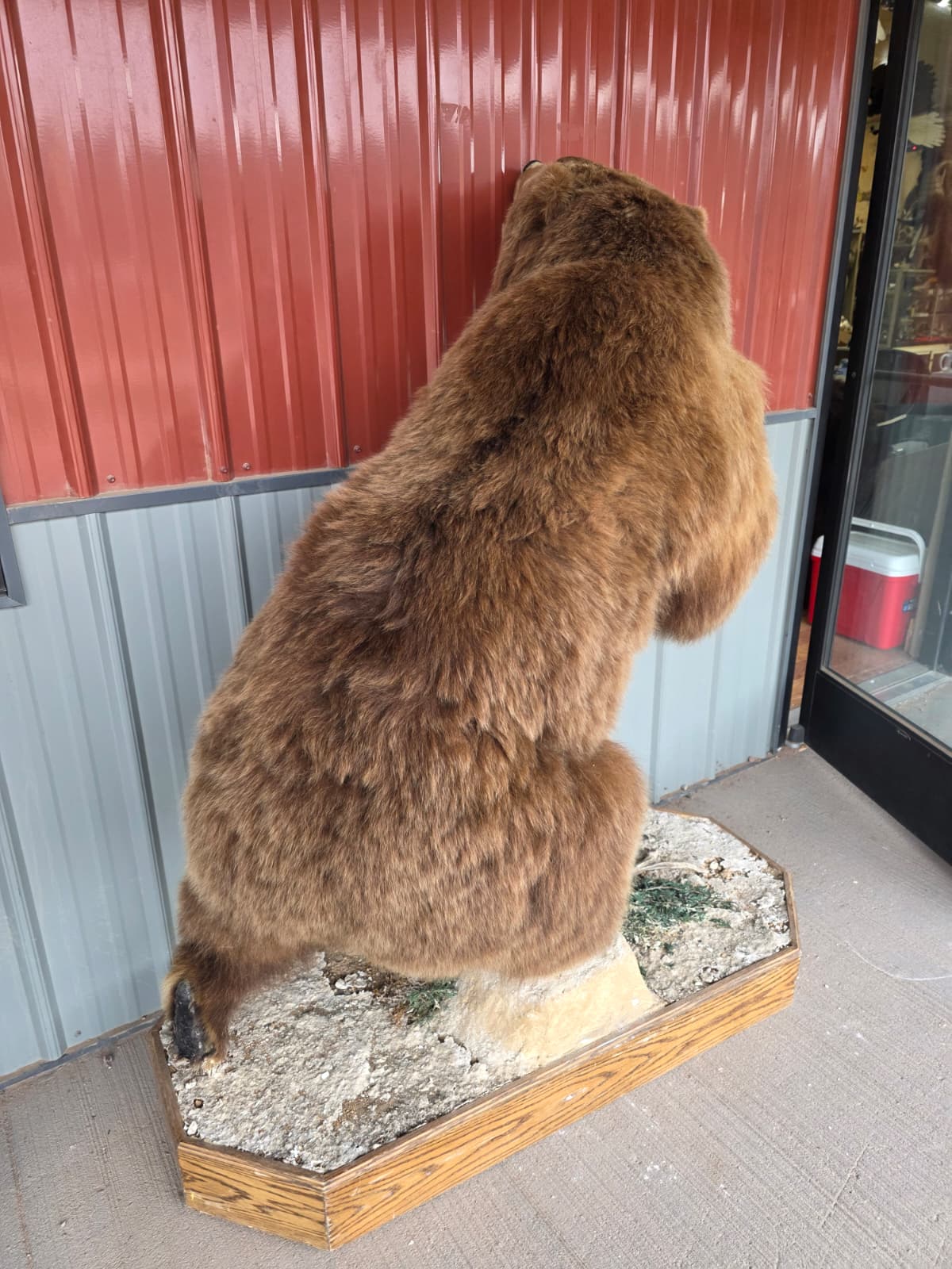 FHXBR2 - Grizzly Bear Taxidermy – Lifelike Wildlife Display