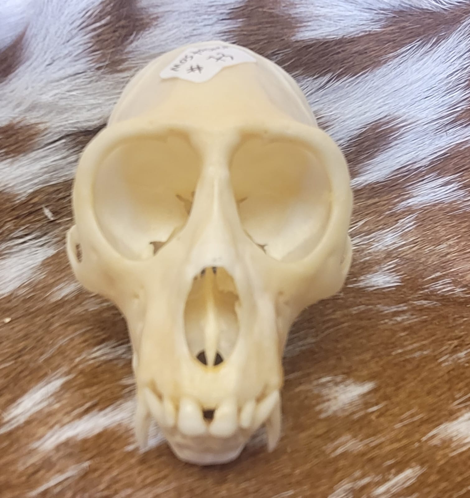 FHPS300 - Tufted Capuchin real monkey skull