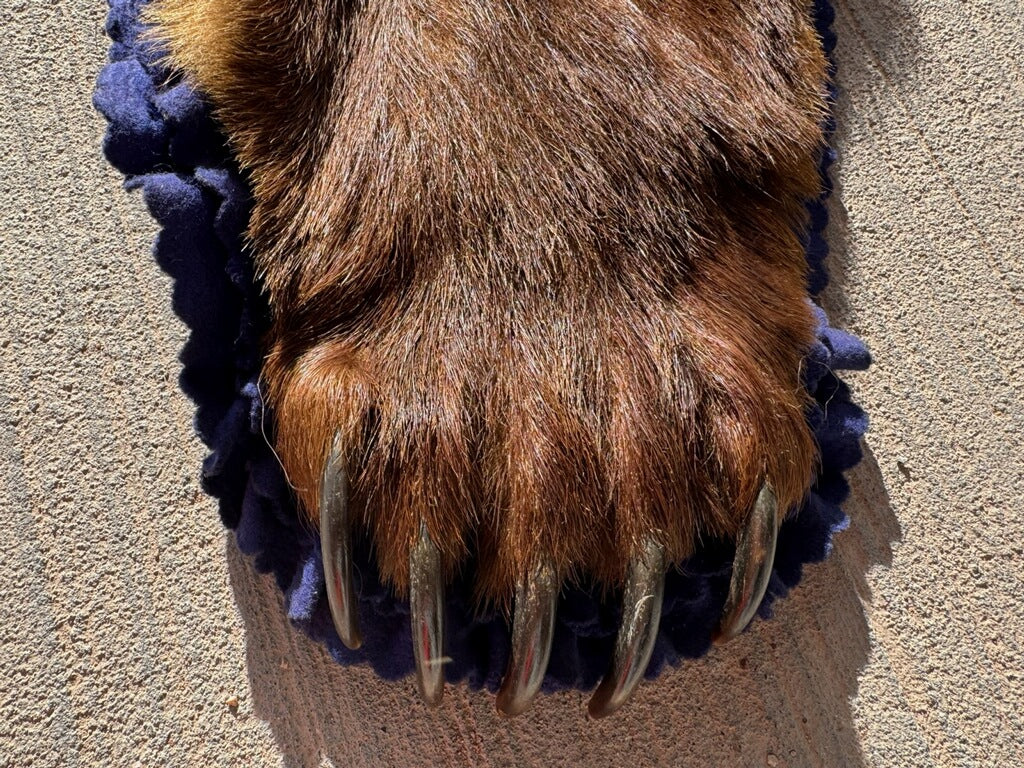 FHRUG301 - Brown Bear Rug Taxidermy