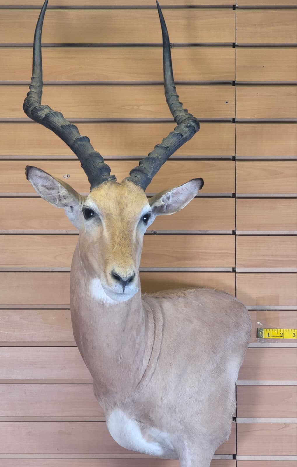 FHFF300 - Impala Head (Aepyceros melampus) – Taxidermy Mount