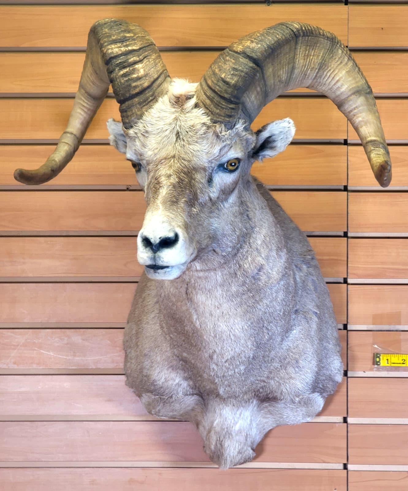 FHRAM301 - Bighorn Sheep Head – Taxidermy Mount