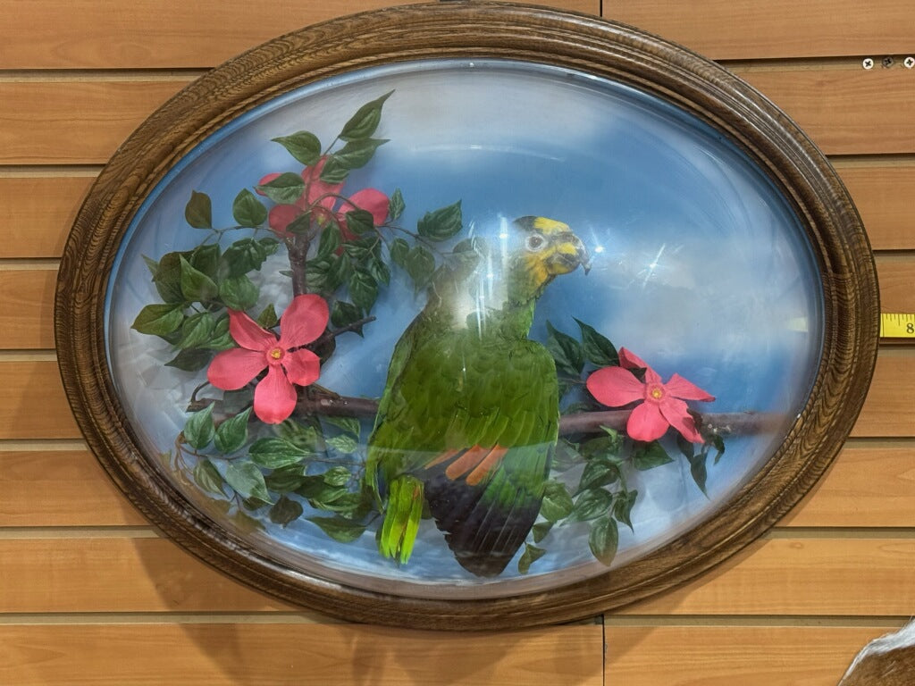 FHPAR300 - Orange-winged Amazon Parrot – Taxidermy Mount with Display Dome