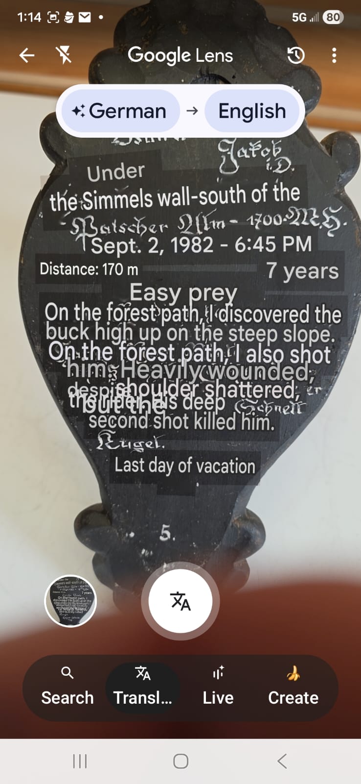 Jtv309 - Chamois Head Skull – Taxidermy Specimen (Incomplete)