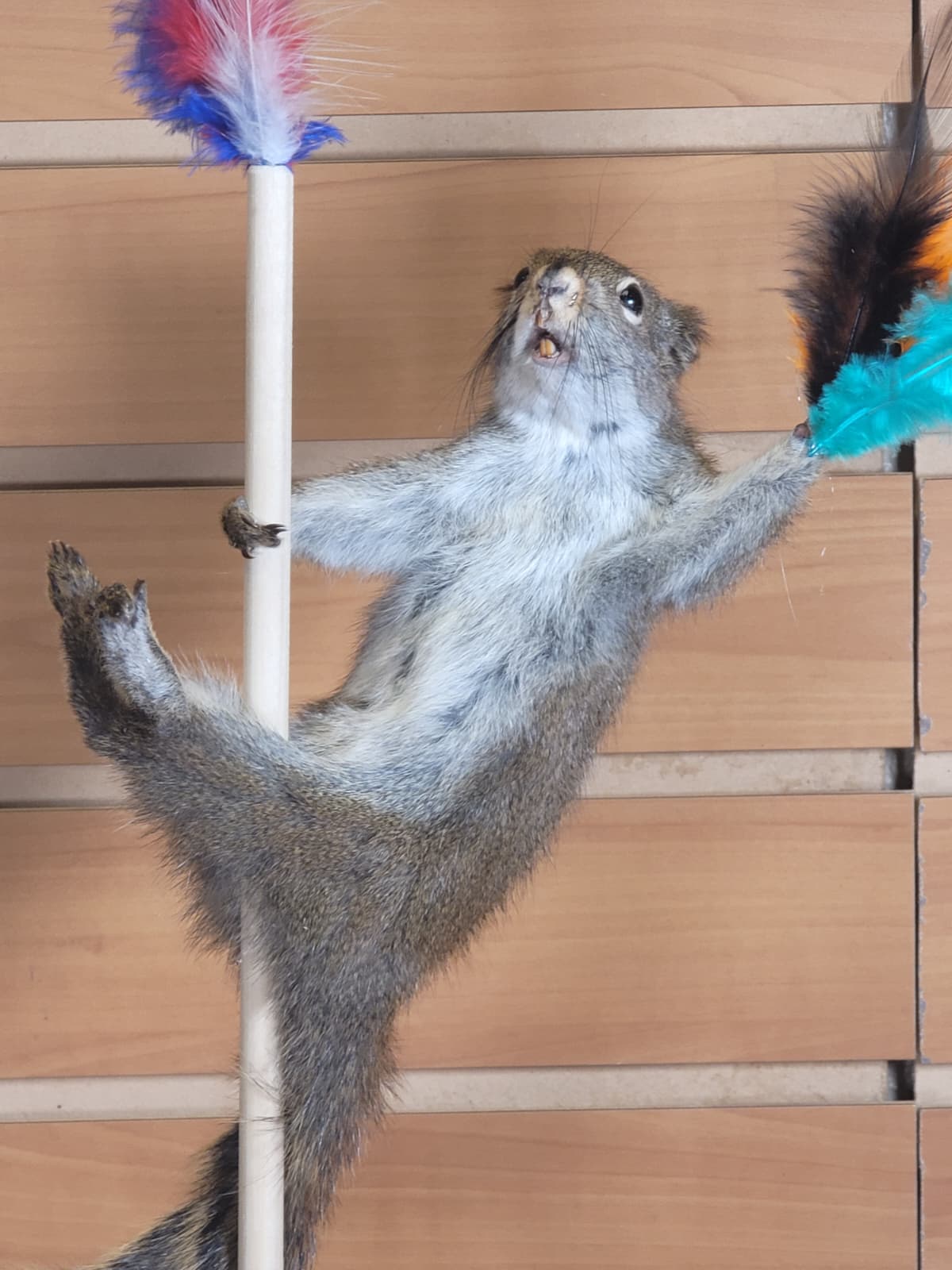 FHSQ301 - Stripping American Red Squirrel Taxidermy Mount